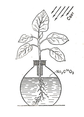 Схема опыта по исследованию усвоения корнями растения карбонатов из почвенных вод