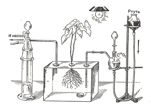 Опыт по исследованию усвоения корнями растения углекислоты почвенных газов