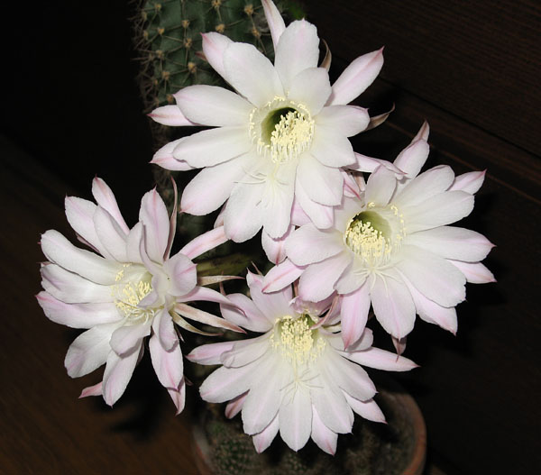 Цветущий эхинопсис