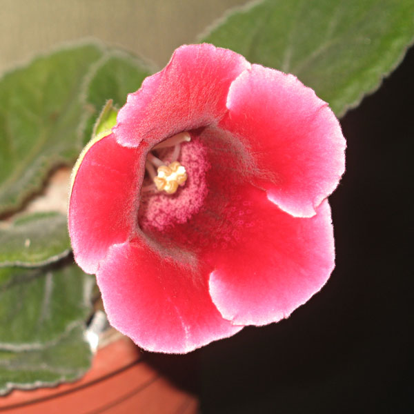 Цветок глоксинии