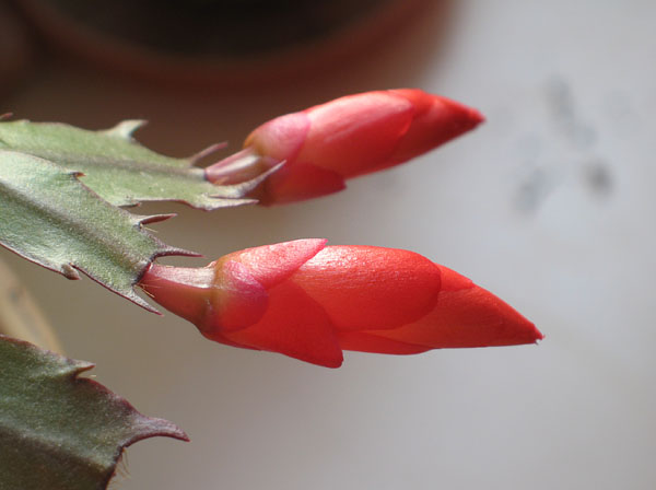 Бутоны рипсалидопсиса