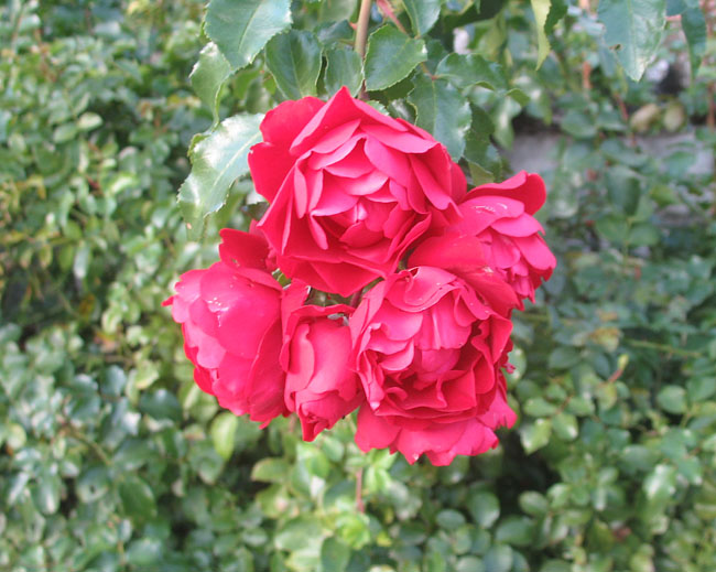 Прекрасные розы