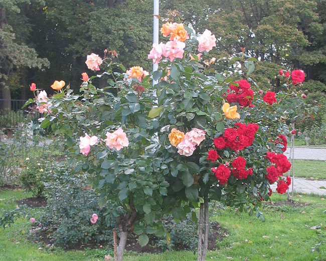 Штамбовые розы - смешение цветов