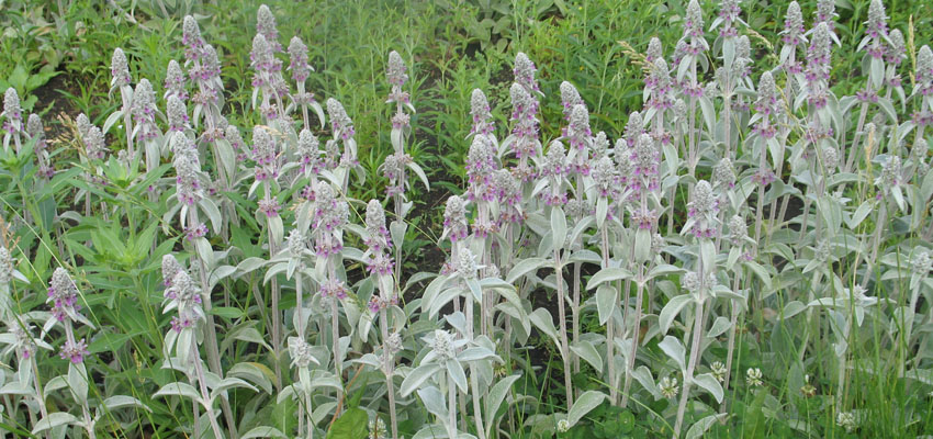 Однолетние растения - Жизненные формы растений