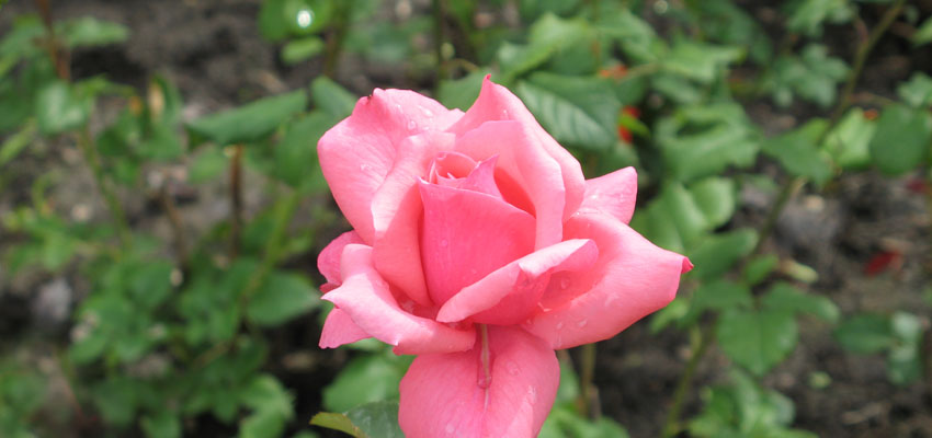 Жизненные формы растений