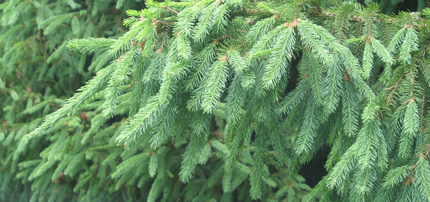 Микоризные грибы - Жизненные формы растений