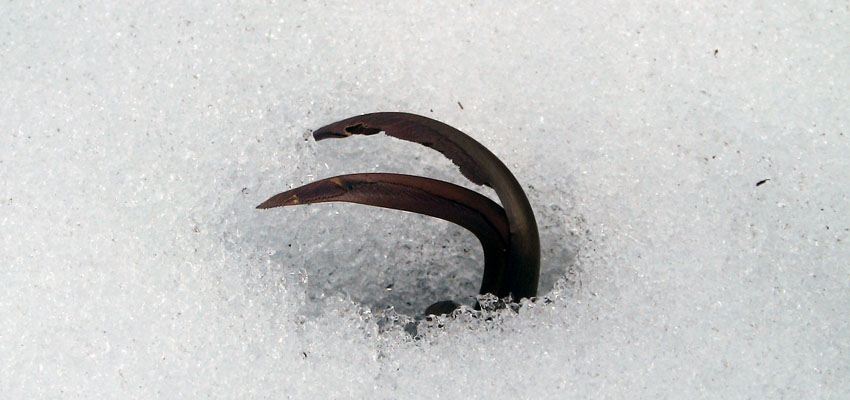 О проекте - Жизненные формы растений