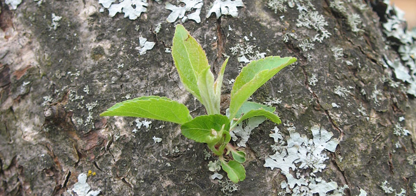 Контакты - Жизненные формы растений