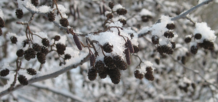 Карта сайта - Жизненные формы растений