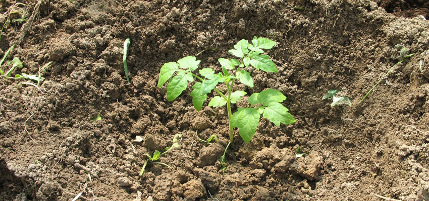 Зелёный друг - Жизненные формы растений