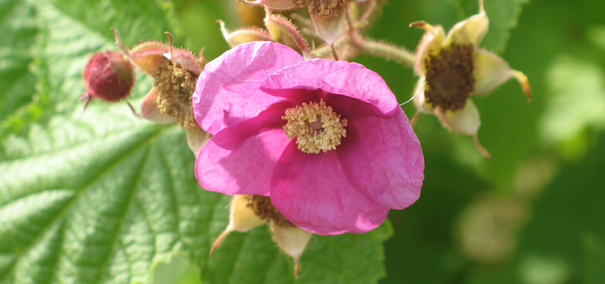 Ленивый дачник - Жизненные формы растений