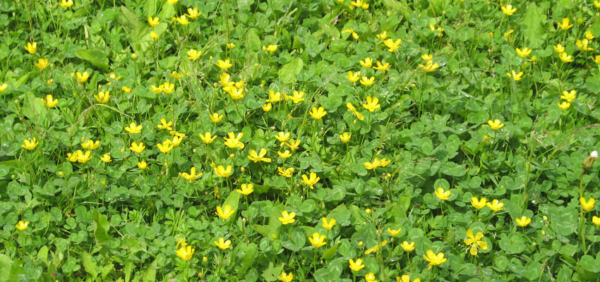 Системы функциональных типов растений (ФТР) - Жизненные формы растений