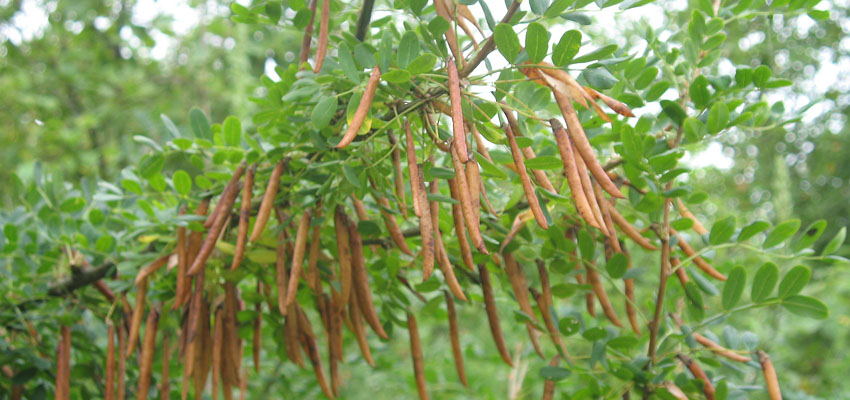 Жизненная форма растения - Жизненные формы растений