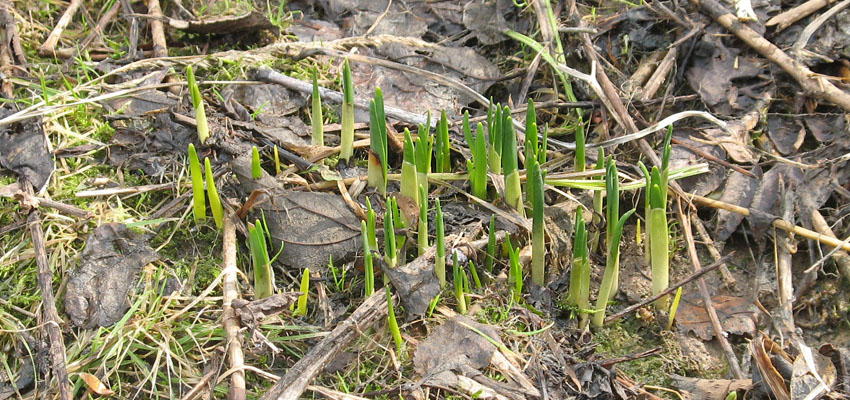 Фитоценология - Жизненные формы растений