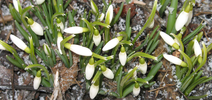 Представление об ареалах - Жизненные формы растений