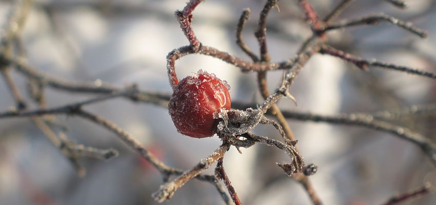 Виды растений - Жизненные формы растений