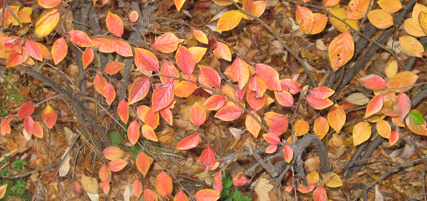 Растения и животные - Жизненные формы растений