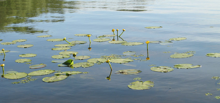Популяция клональных растений - Жизненные формы растений