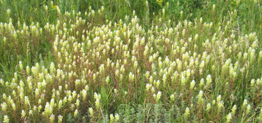 Популяция споровых растений - Жизненные формы растений