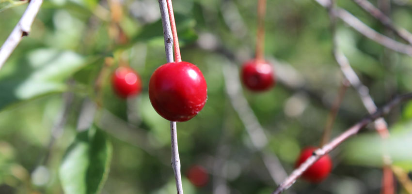 Положительные взаимодействия - Жизненные формы растений