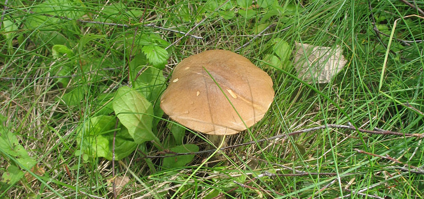 Паразитические организмы - Жизненные формы растений