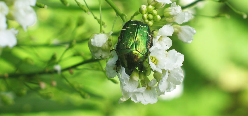 Роль дифференциации - Жизненные формы растений