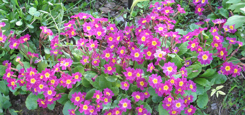 Синморфология - Жизненные формы растений