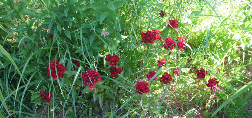 Фитоценотические типы - Жизненные формы растений