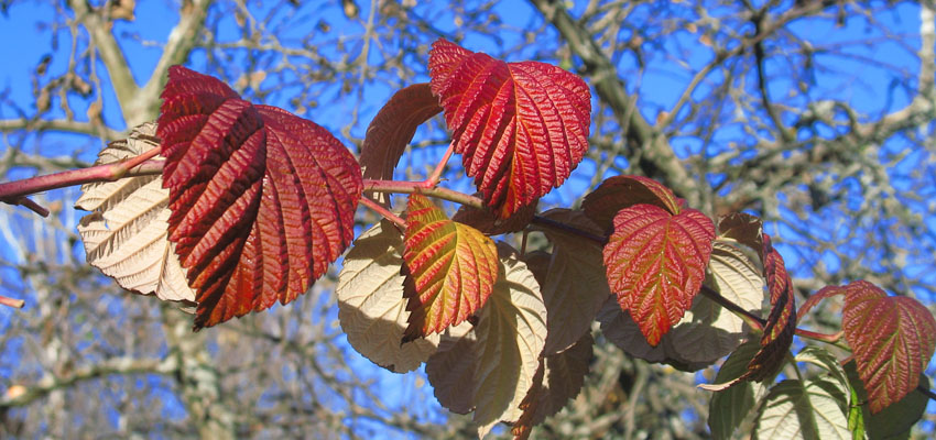 Формы растений