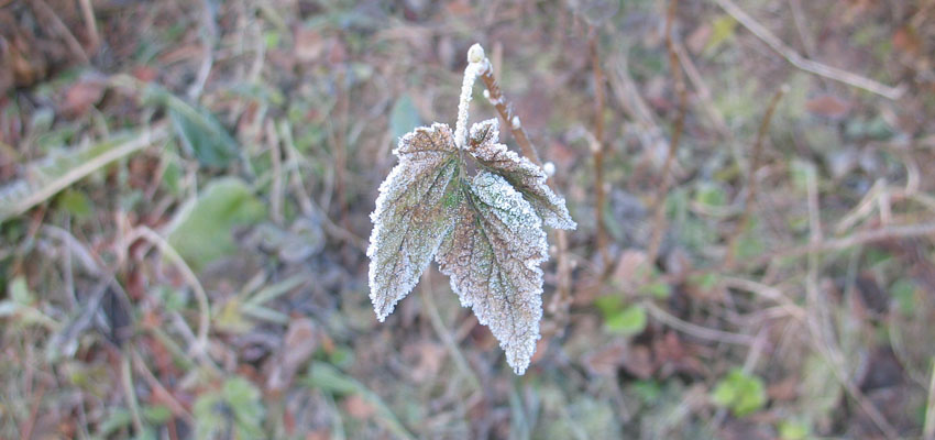 Ординация видов растений - Жизненные формы растений