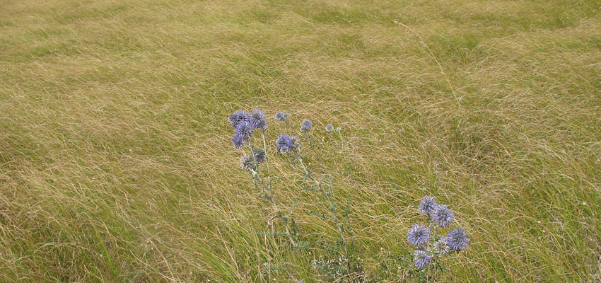 Биология - Жизненные формы растений