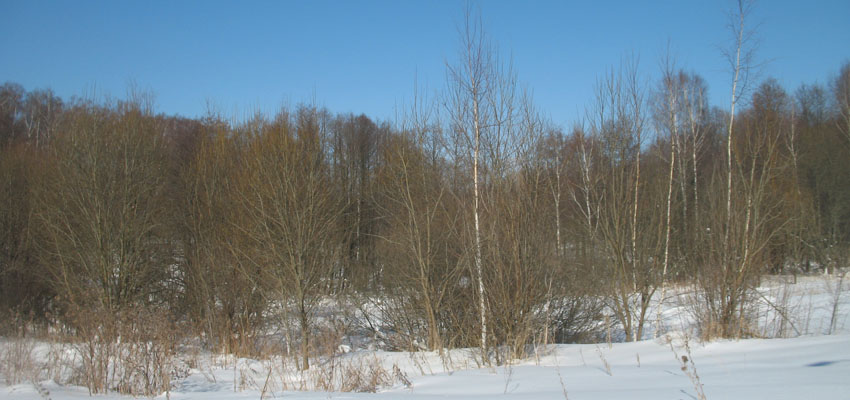 Лес - Жизненные формы растений