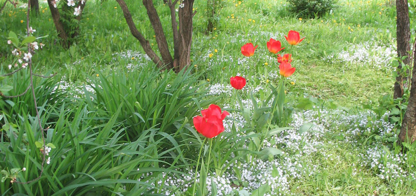 Трава - Жизненные формы растений