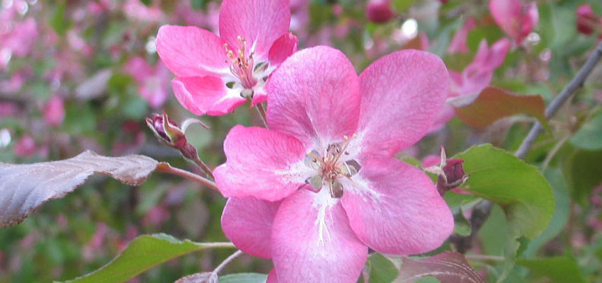 Растение - Жизненные формы растений