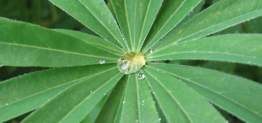 Гетерогенность - Жизненные формы растений