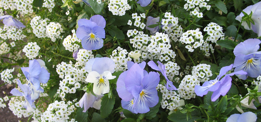 Изучение - Жизненные формы растений