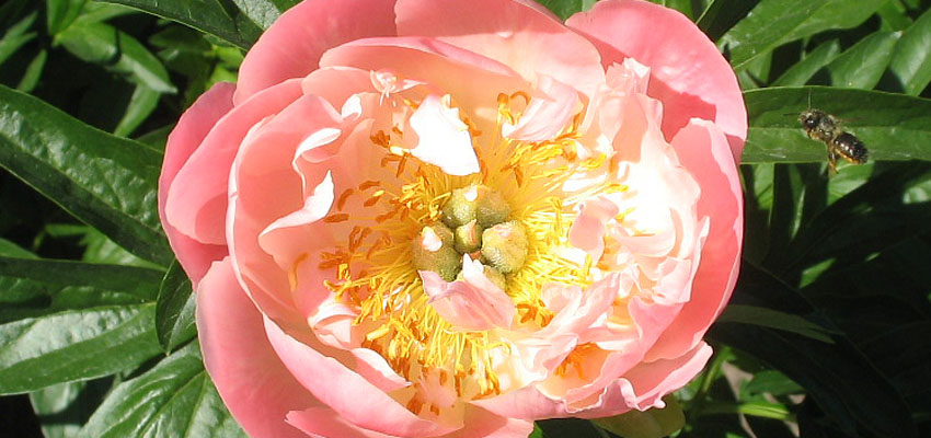 Развитие - Жизненные формы растений