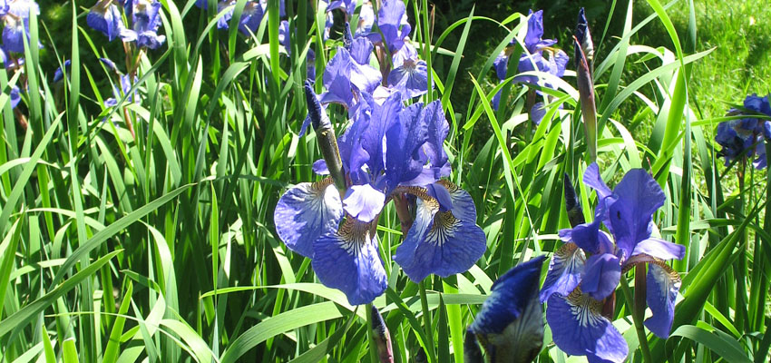 Система  - Жизненные формы растений