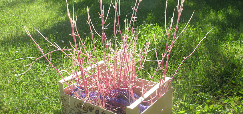 Меченые атомы и проблема углородного питания растений - Жизненные формы растений