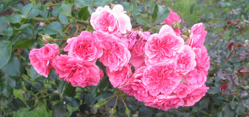 Получение сахара - Жизненные формы растений