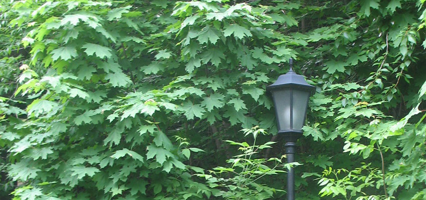 Знание - однокоренные слова - Жизненные формы растений