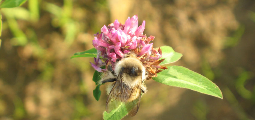 Горизонтальная структура - Жизненные формы растений