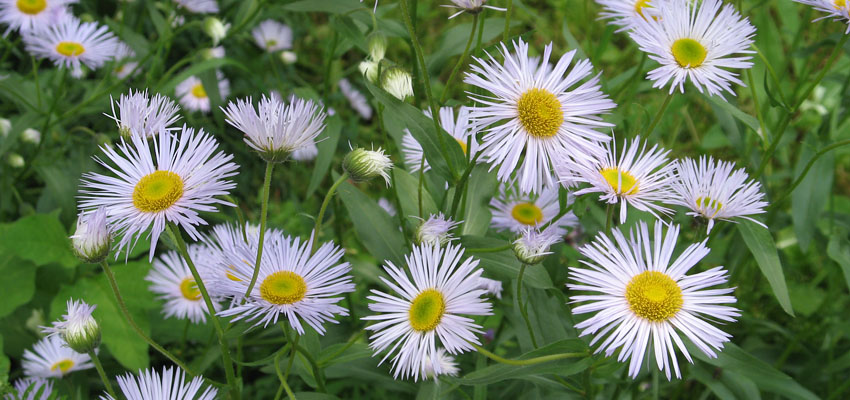 Аллелопатия растений - Жизненные формы растений