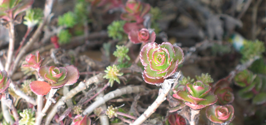 Физиогномика - Жизненные формы растений