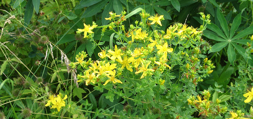 Экология видов растений - Жизненные формы растений