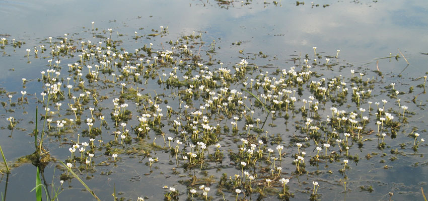 Экологическая ниша - Жизненные формы растений