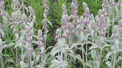 Однолетние растения