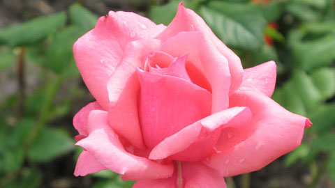 Экстраординарные факторы