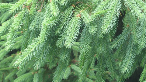 Микоризные грибы