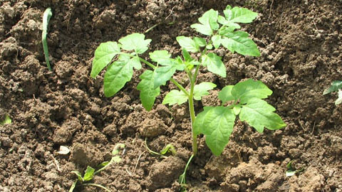 Зелёный друг